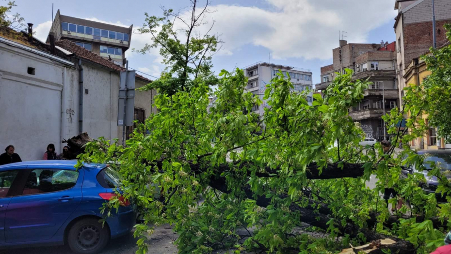 OBRUŠILO SE DRVO NA DORĆOLU Ulica Carigradska potpuno zakrčena