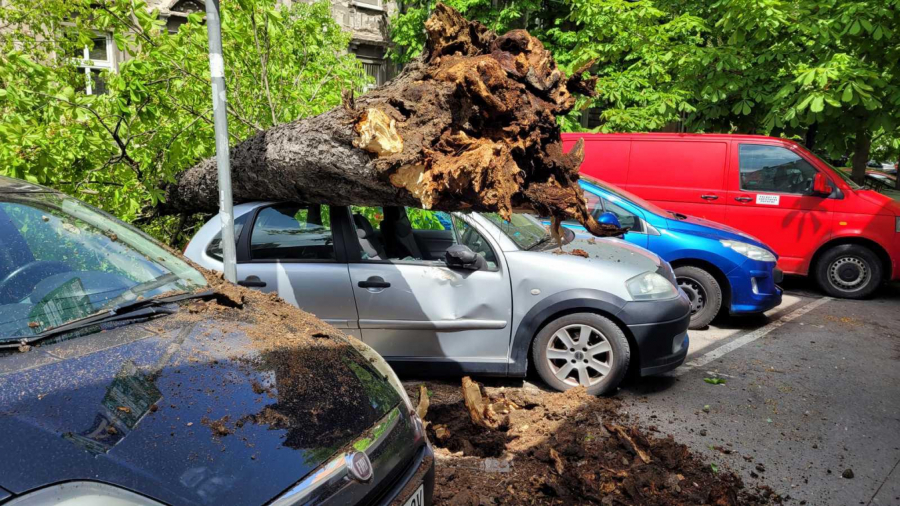 OBRUŠILO SE DRVO NA DORĆOLU Ulica Carigradska potpuno zakrčena