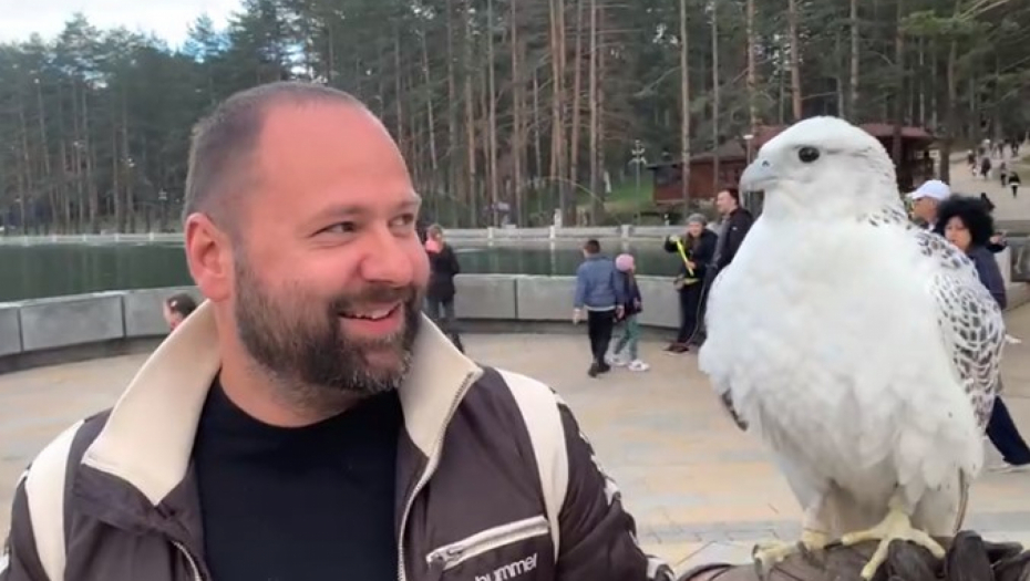 UPOZAJTE NAJVEĆU ATRAKCIJU NA ZLATIBORU Naš reporter oči u oči sa snežnim sokolom sa Islanda (VIDEO)