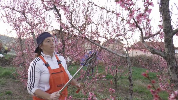 SAMOHRANA MAJKA IZ TOPOLE DOBILA NADIMAK SUPER ŽENA Bavi se fudbalom, radi u kafiću i sama obrađuje 4 hektara zemlje