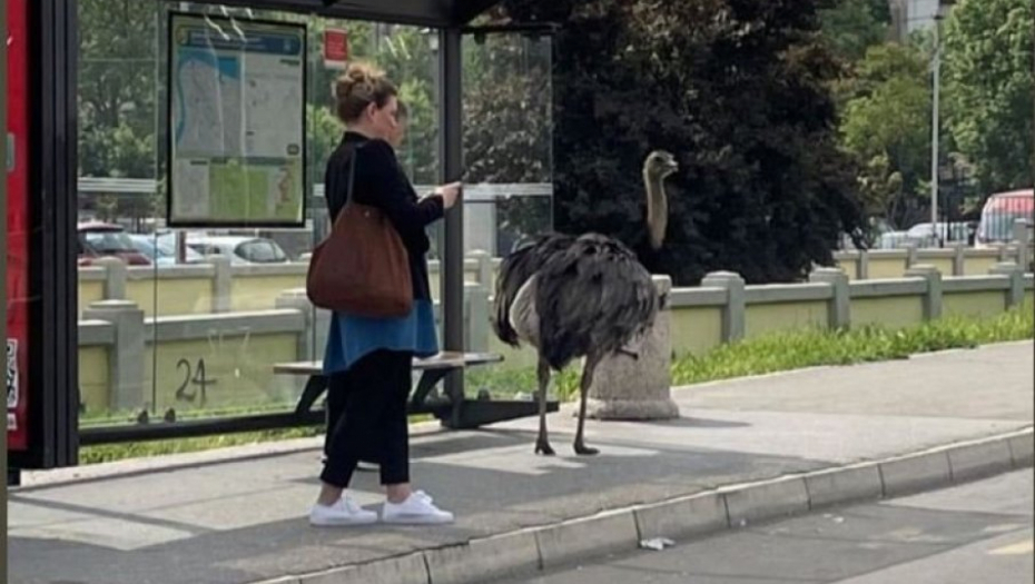 OGROMNA PTICA PROŠETALA BEOGRADOM Nije noj, već nandu - neke prolaznike uplašio, druge oduševio (FOTO/VIDEO)