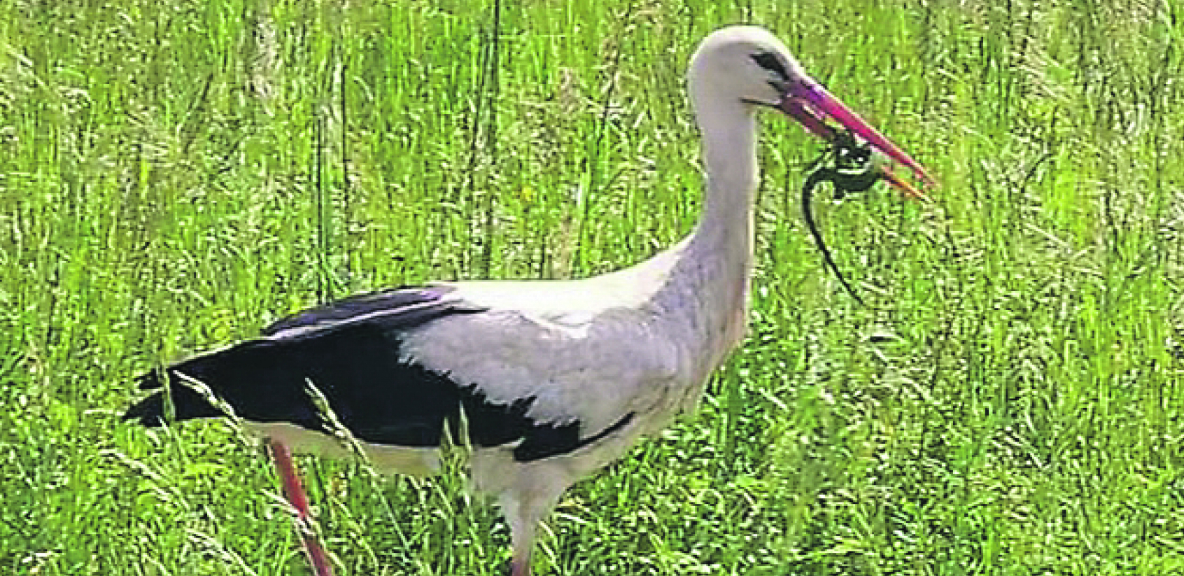 ŠUMADIJA JE PREPUNA RODA Očigledno im prija to podneblje