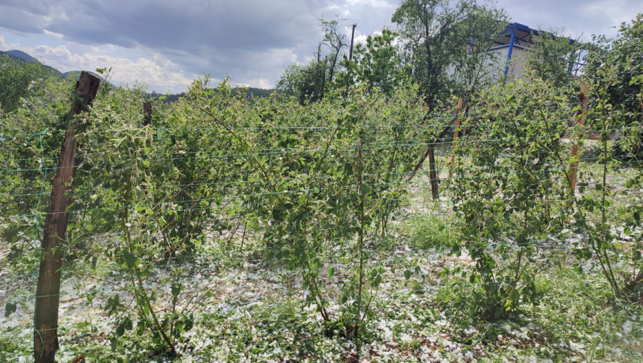 CRNI OBLACI I DALJE PRETE Voćari ponovo sa strepnjom gledaju u nebo, načinjena šteta već je ogromna   (FOTO)