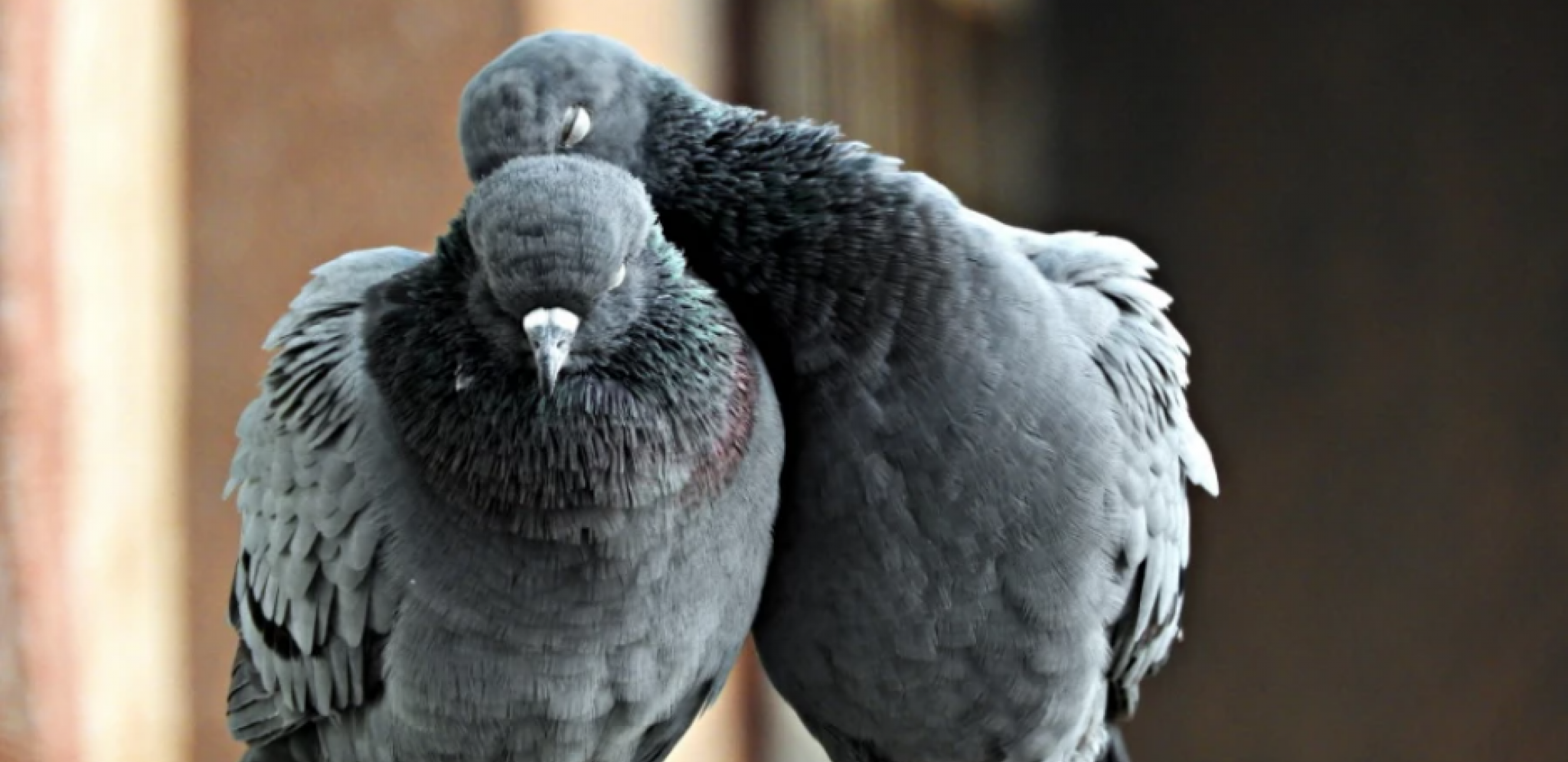 SAVETI ZLATA VREDNI Kako da najlakše oterate golubove i druge ptice sa terase ili balkona?