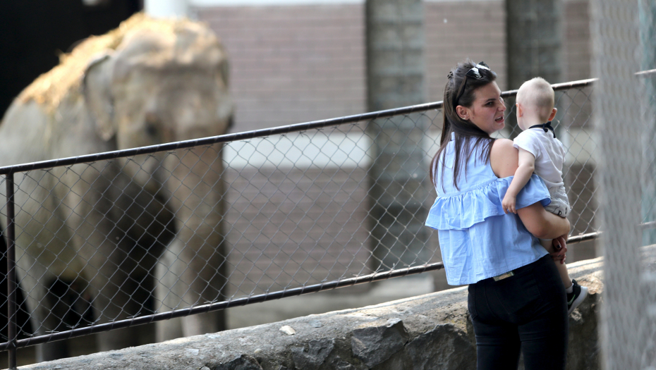 TUGA U BEOGRADSKOM ZOO VRTU Uginula Tvigi u 58. godini, bila je zaštitni znak