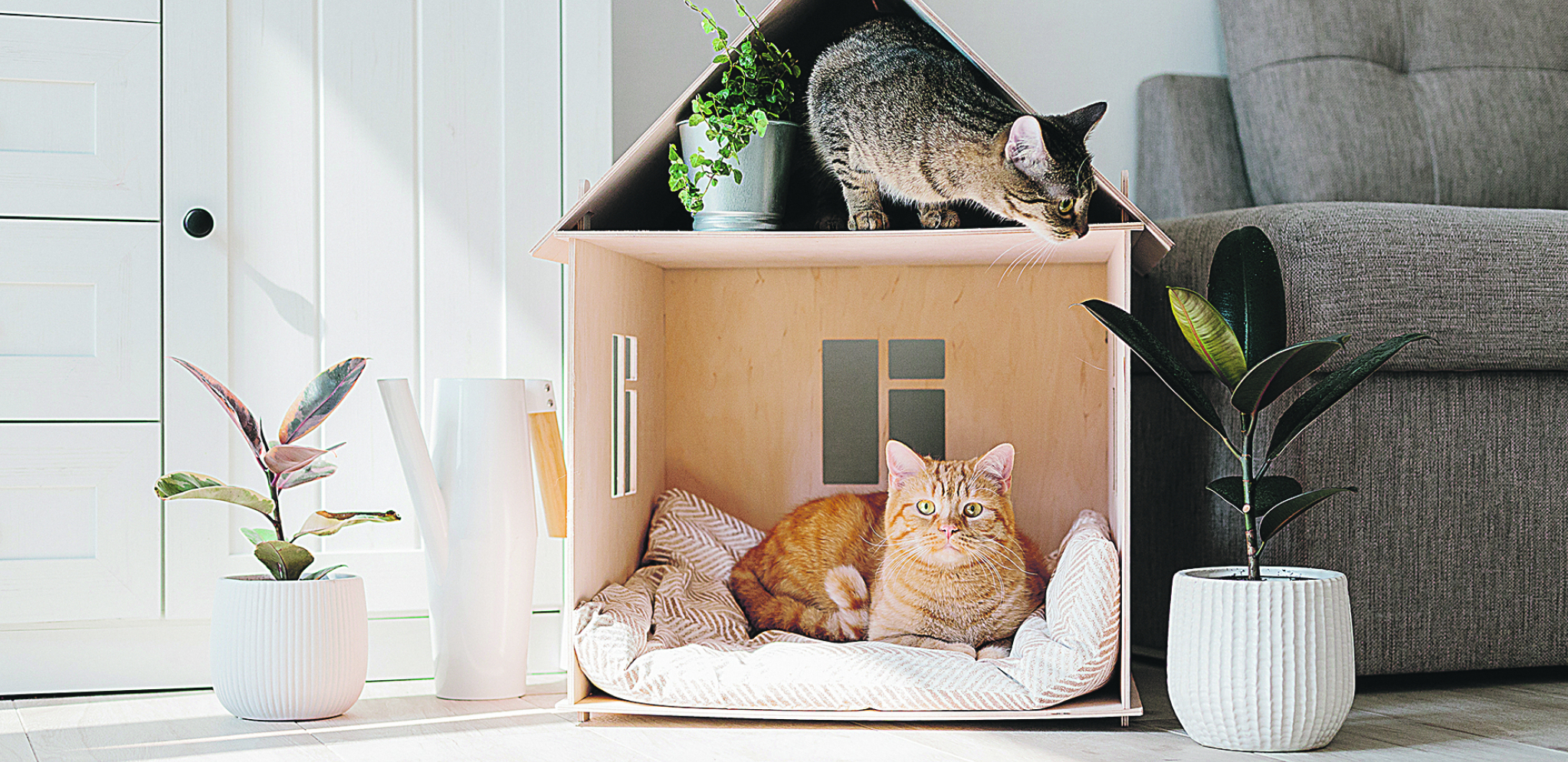 AKO NISTE ZNALI Ove mace su idealne za vaš dom