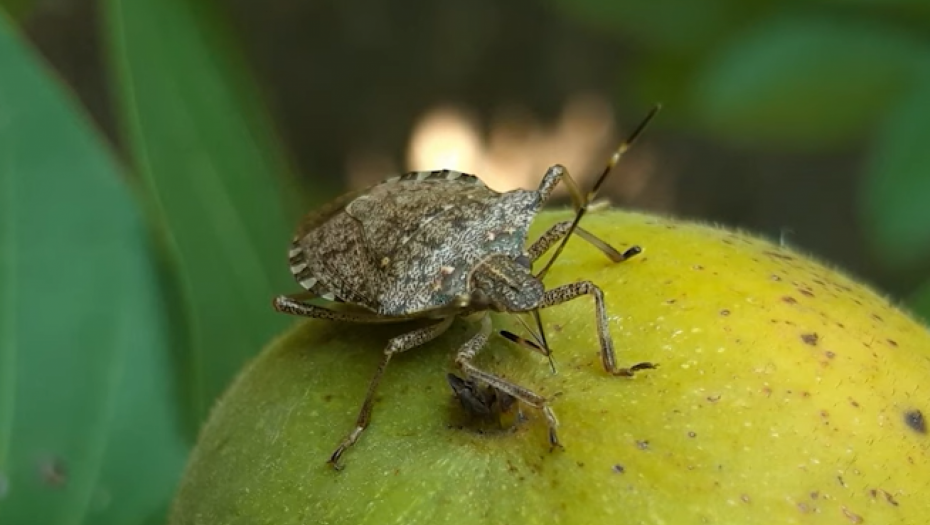 ODMAH ĆE POBEĆI Smrdibube ga ne podnose - isprskajte biljke ovim rastvorom