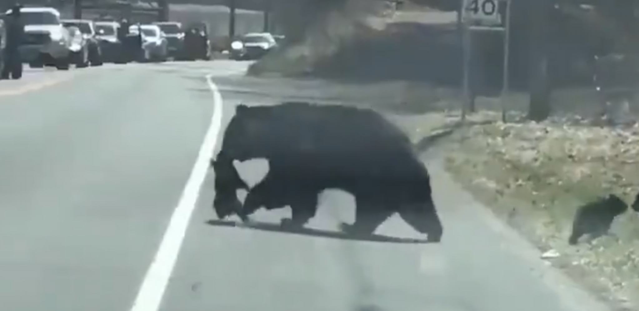 NIJE LAKO BITI MAMA MEDVEDICA Neposlušni mečići prave šou na ulici (VIDEO)