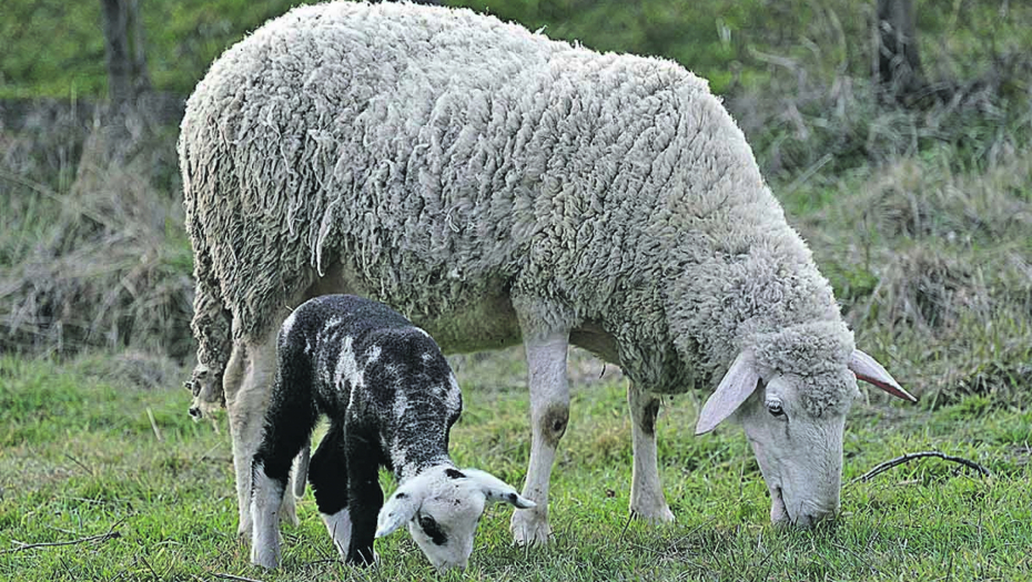 ŽIVOTINJA DANA  Uz mamino runo je najmekše