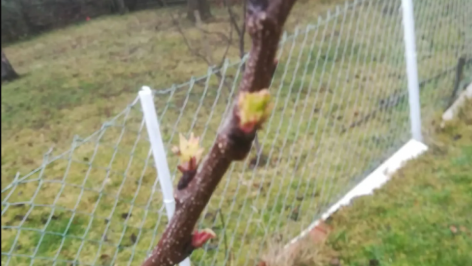 OVO NIKAD NIJE BILO Procvetala kajsija usred zime (FOTO)