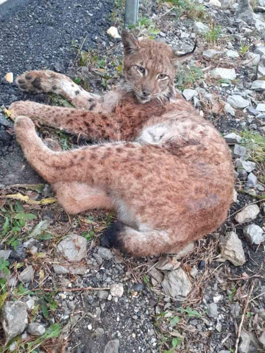 Ris Rista izlečen i vraća se u prirodu