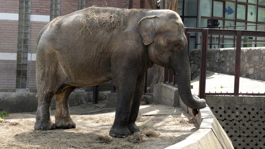 Idejni projekat za novi zoo-vrt