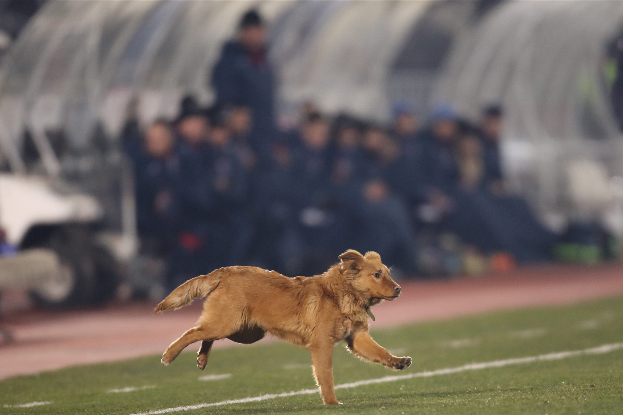 BAŠ MU SE IGRAO FUDBAL Nezvani gost prekinuo meč Partizana i Mladosti (FOTO)