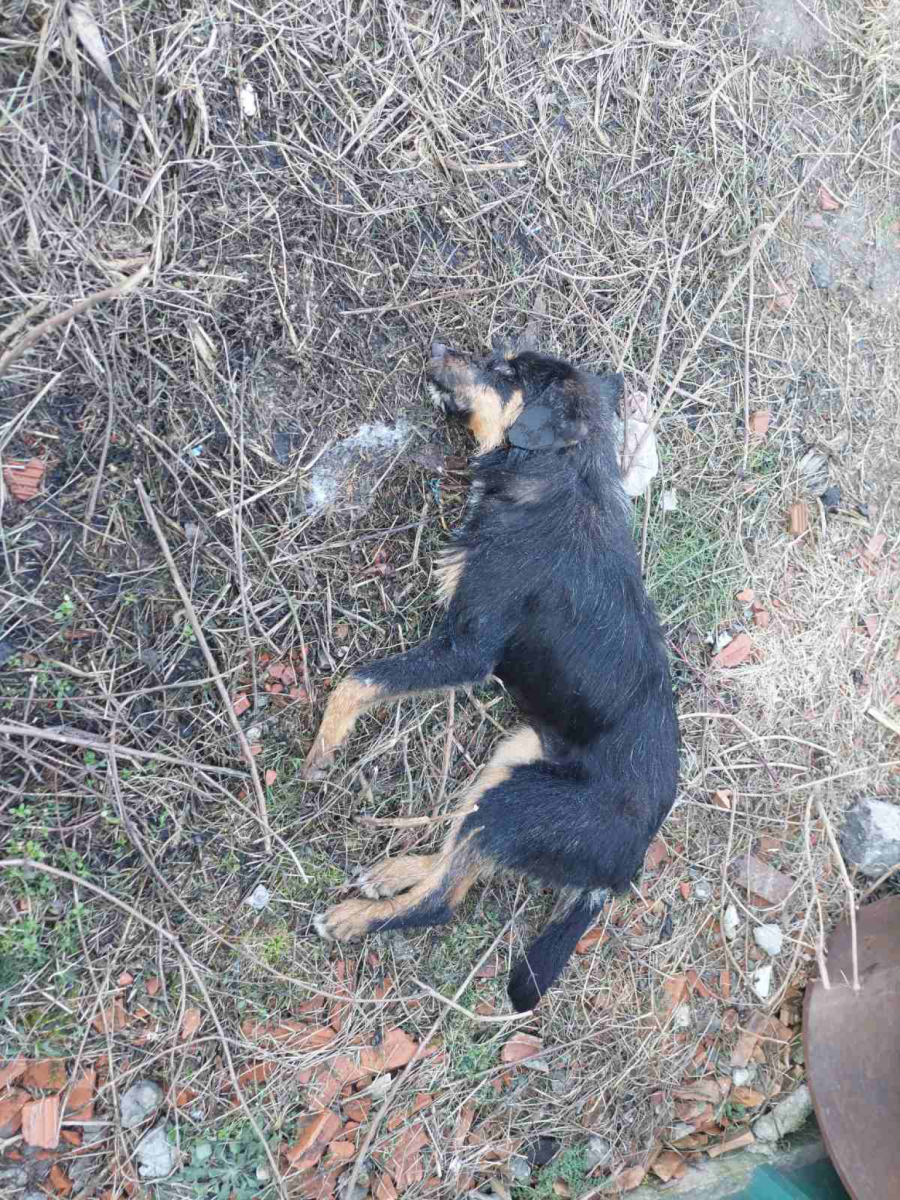 JEZIVO! Ubijeno šest pasa u naselju Reva, devet kilometara od centra Beograda Bolesnik viršle filovao otrovom!