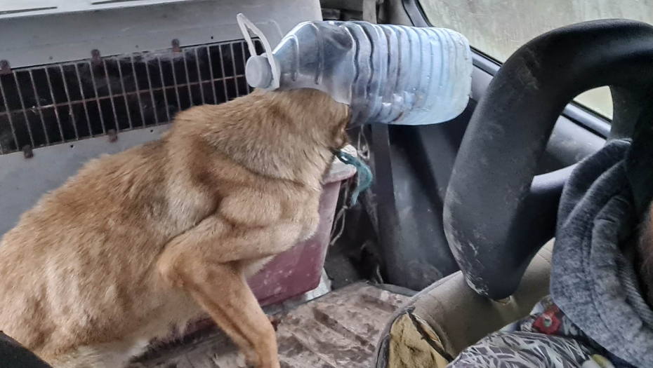 CRNO NAM SE PIŠE Psihopate koje zlostavljaju životinje ubijale bi i ljude: Sadisti muče pse, društvo okreće glavu!