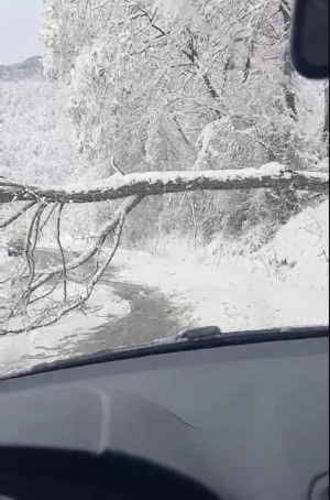 Drveće padalo na decu, šleperi sletali s puta!