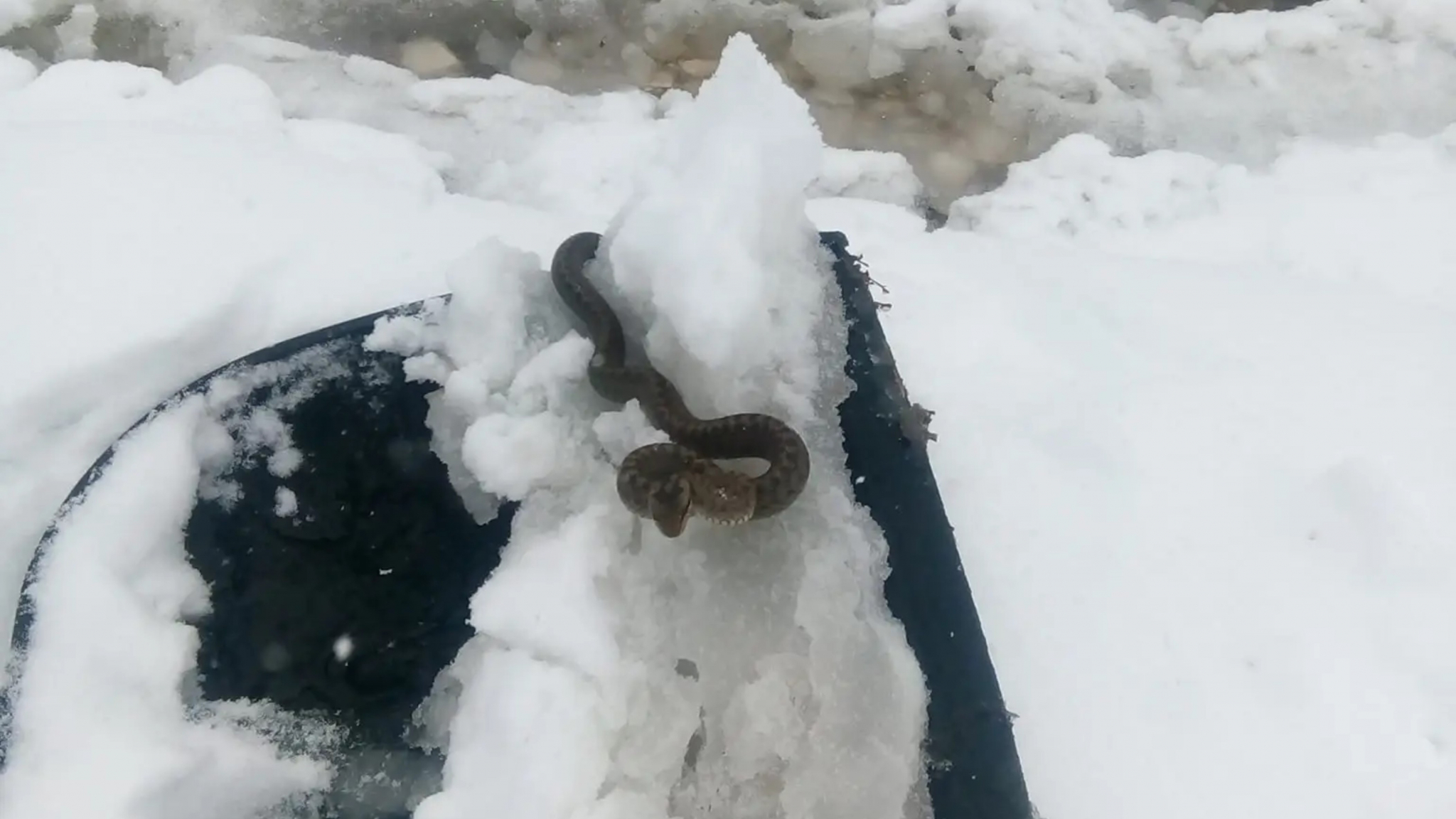 MILORAD ČISTIO SNEG PA OSTAO U ŠOKU Kad je video šta mu je na lopati, nije mogao da veruje svojim očima! (FOTO)