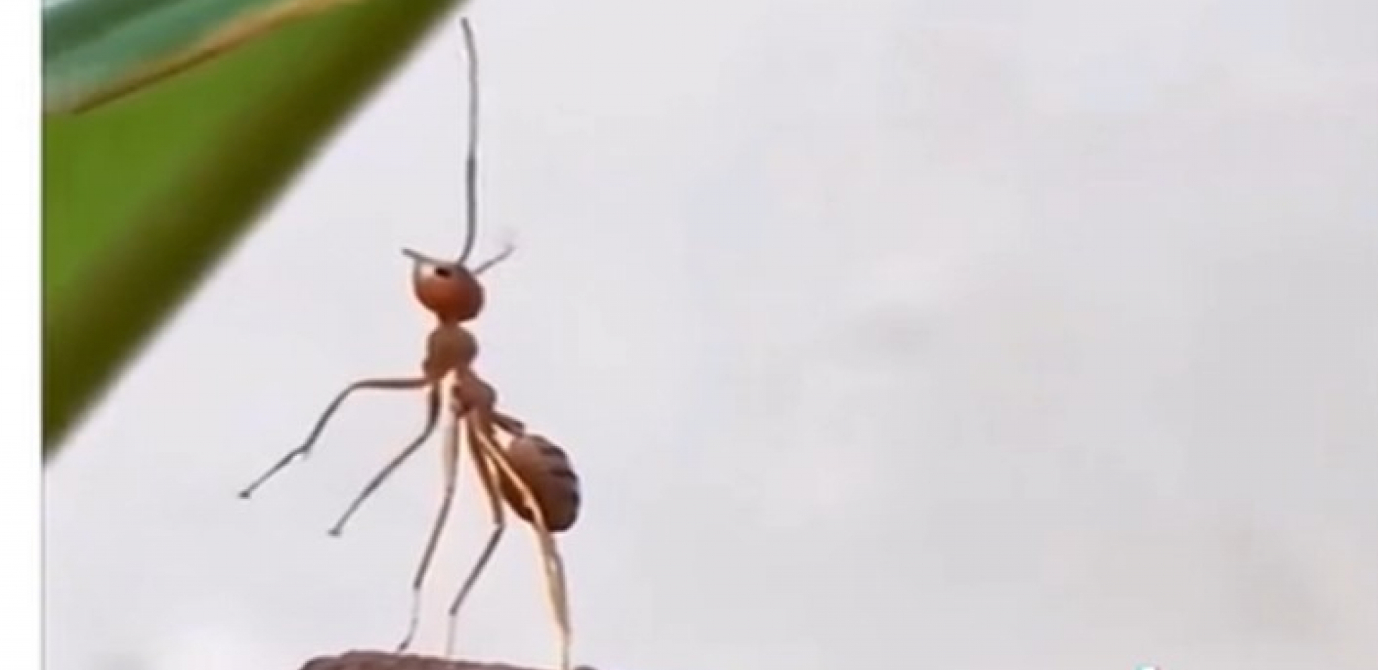 NAJTUŽNIJI MRAV NA SVETU Ljudi plaču zbog ove slike i ne veruju da jecaju zbog jednog mrava