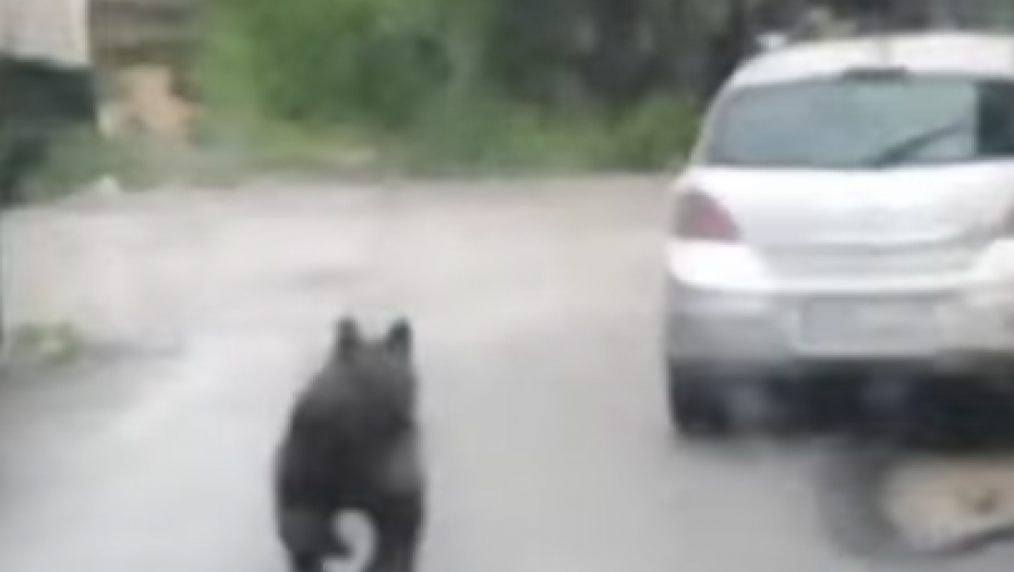 GRAĐANI SARAJEVA U PANICI Medved šeta ulicama, lovci na terenu (VIDEO)