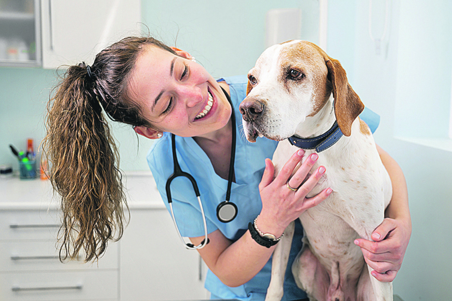 VETERINAR, FRIZER, HOTEL... Evo koliko Srbi potroše na pse svakog meseca