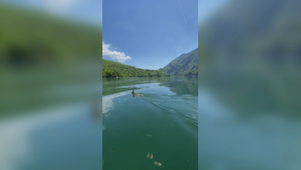 Srndać preplivava jezero