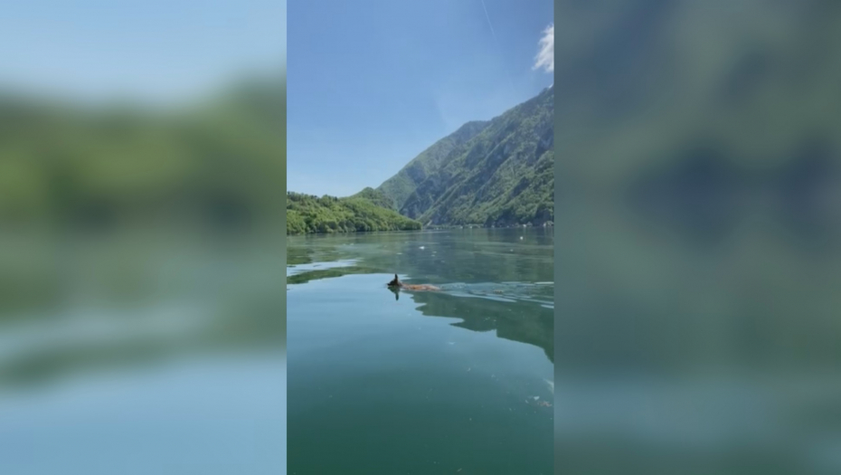 Srndać preplivava jezero