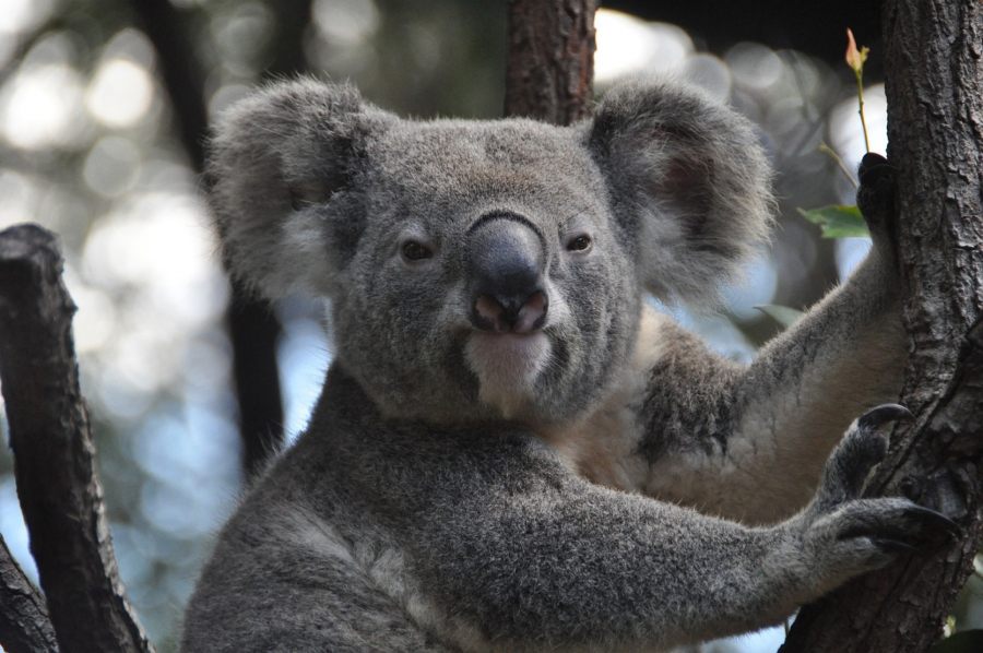 Koala u australiji