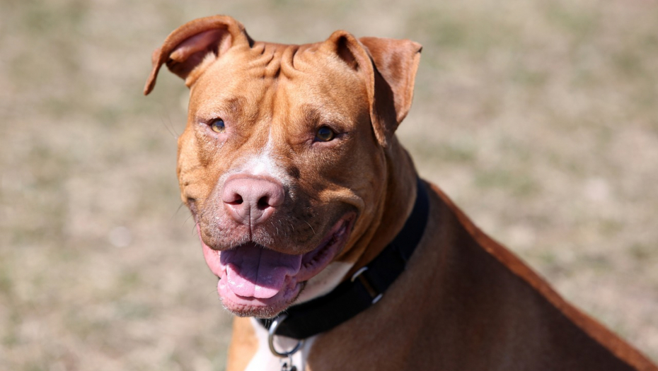 Pit bul napao policajca