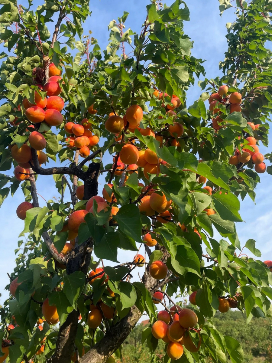 Izbor za najdomaćina