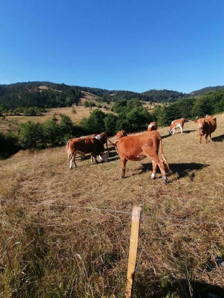 Izbor za najdomaćina