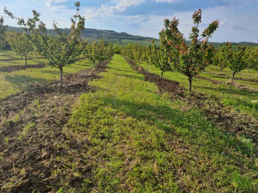 Izbor za Najdomaćina