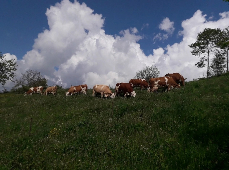 Izbor za Najdomaćina