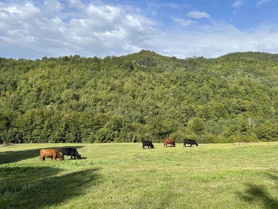 Izbor za Najdomaćina