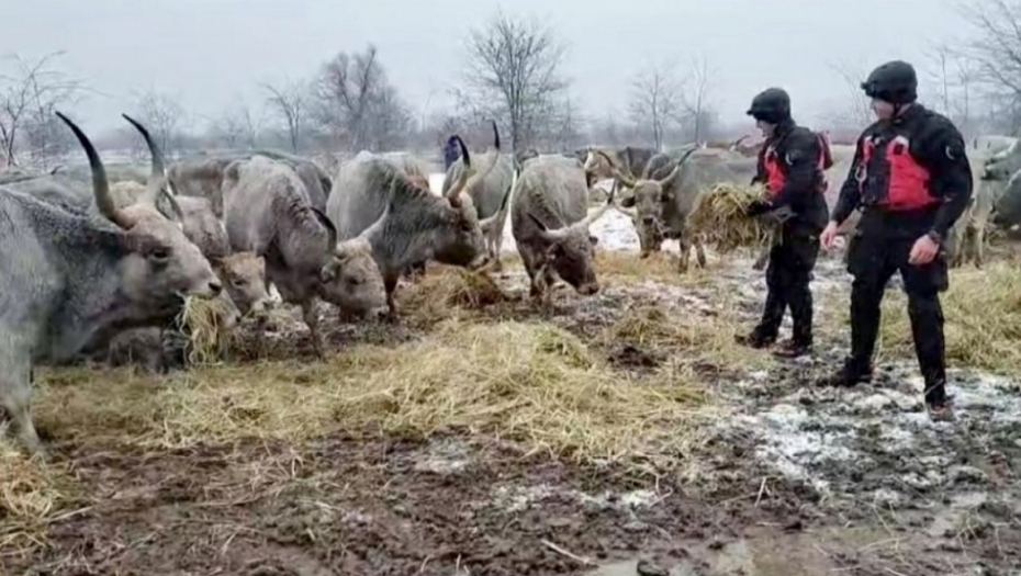 Zarobljene životinje u Krčedinskoj Adi