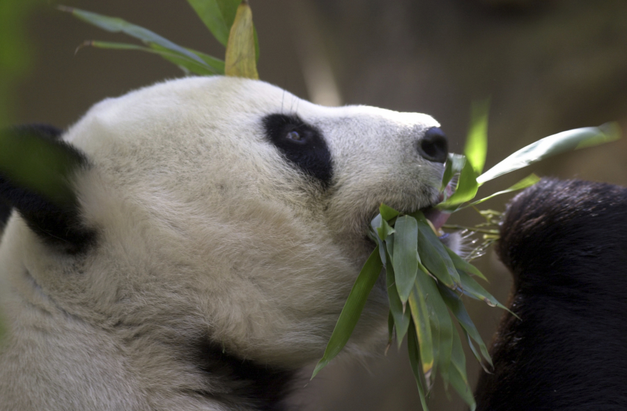 Panda diplomatija