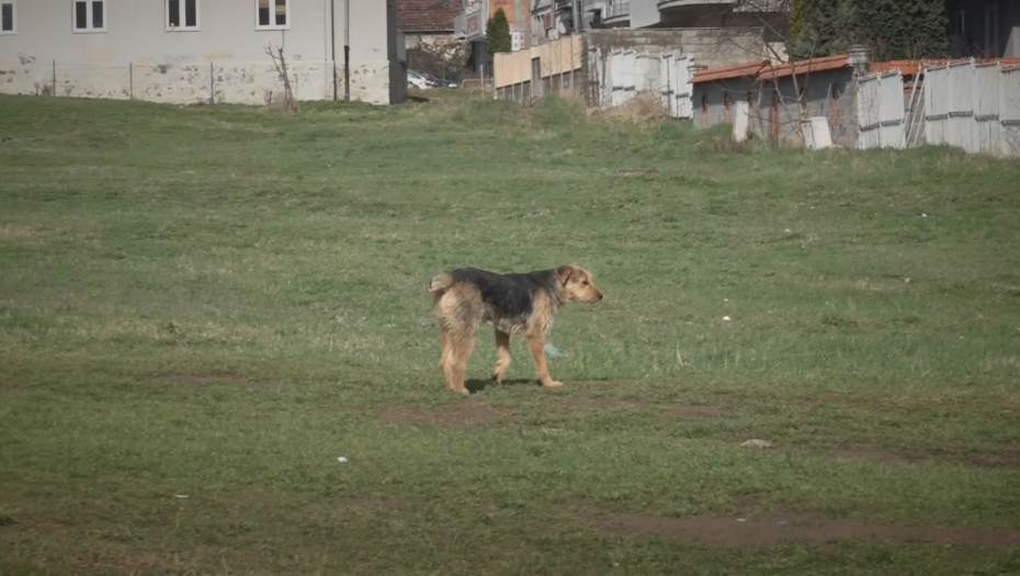 psi lutalice u novom pazaru