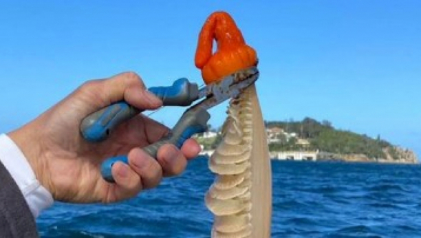 morska olovka