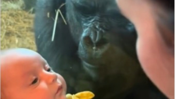 gorila i beba