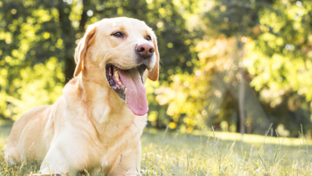 labrador