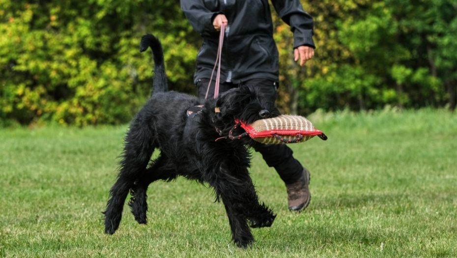 black schnauzers