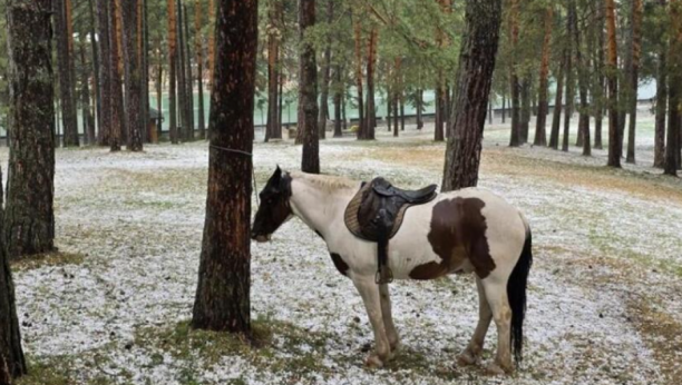 Vezani konj na Zlatiboru nakon nevremena