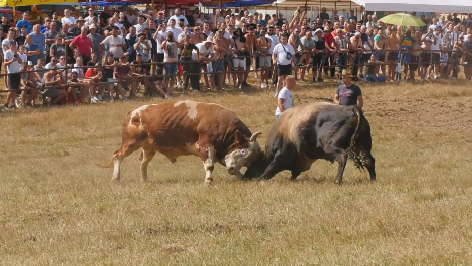 Korida na Manjači