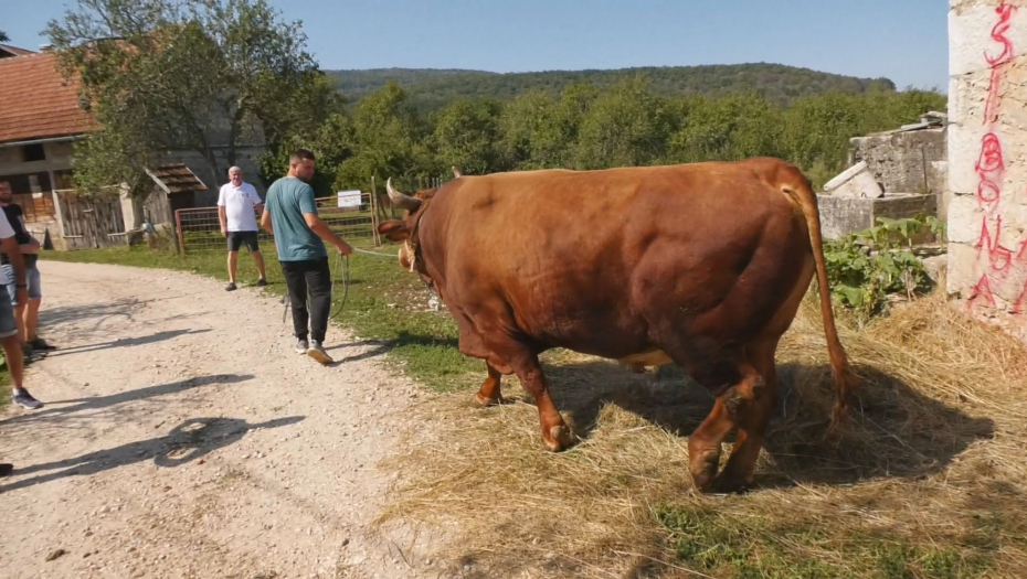 Korida na Manjači