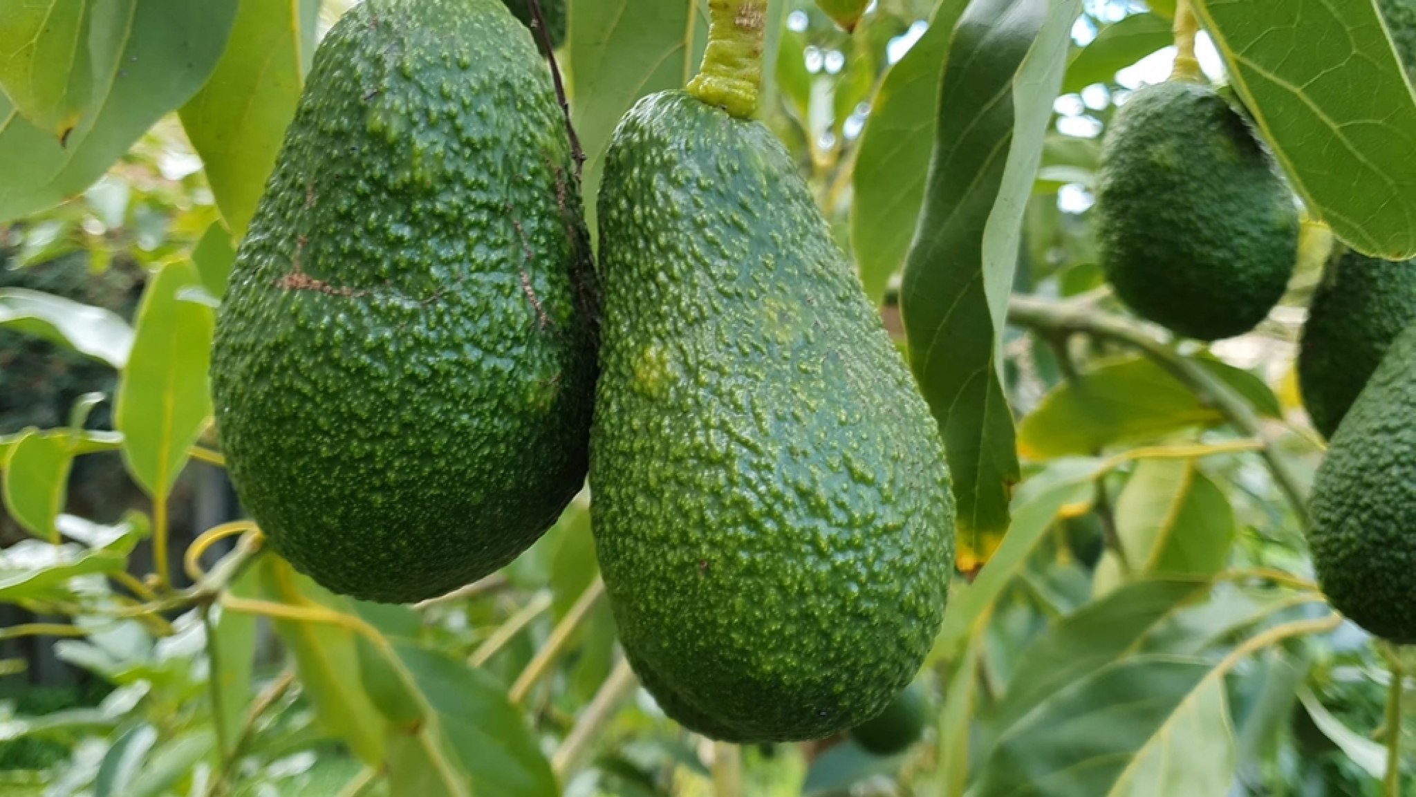 avokado