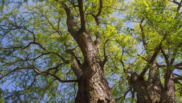 Ginko Biloba