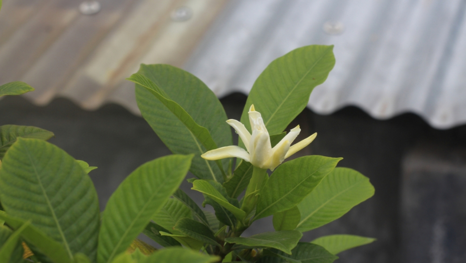 Frankincense plant