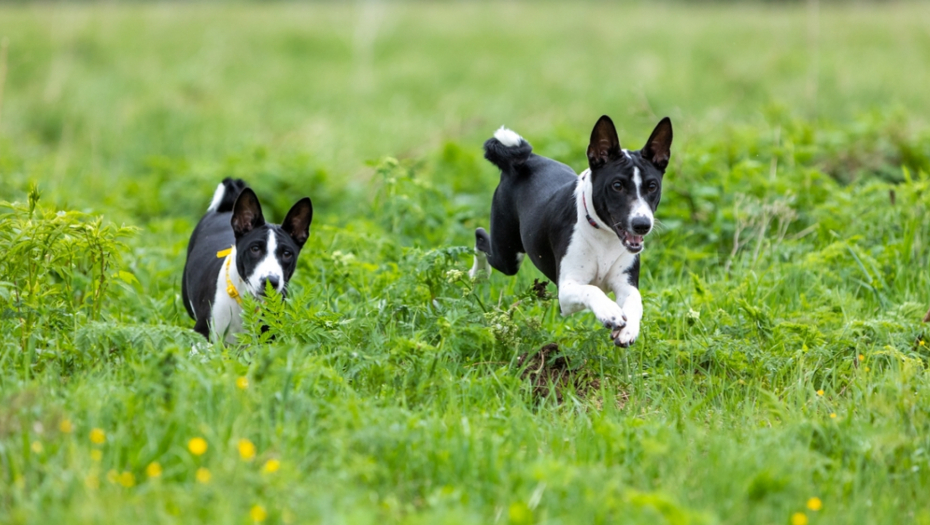 Basenji