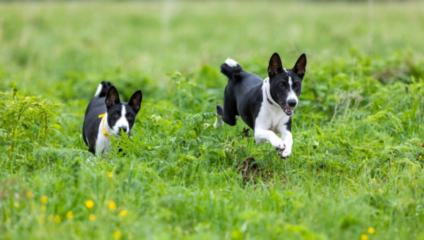 Basenji