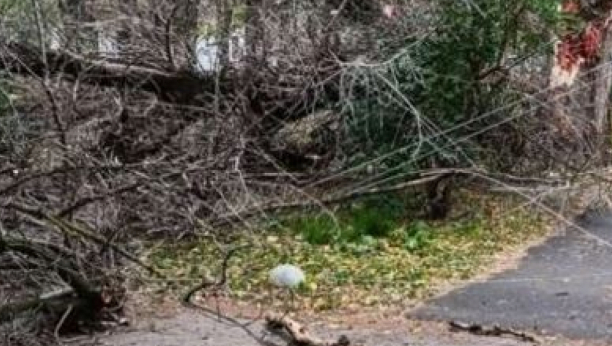 Nevreme u Jaše Tomića