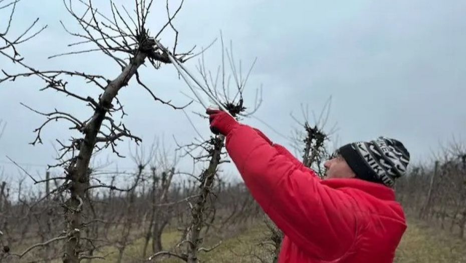 AKO UZGAJATE VOĆE, OVO MORATE DA ZNATE Sad je pravo vreme za ove radove (FOTO)